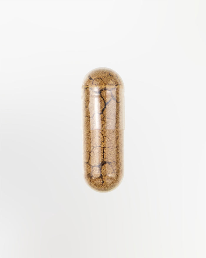 Astragalus Kapsel Nahaufnahme