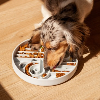 zoomies slow feeder bowl | blueberry