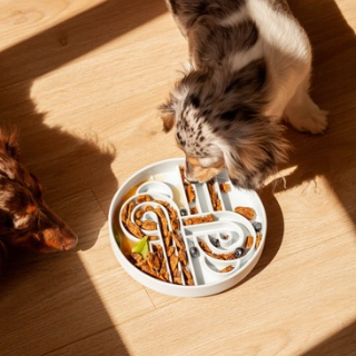 zoomies slow feeder bowl | blueberry