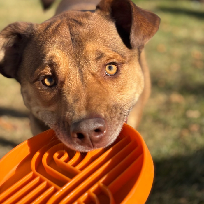 zoomies slow feeder bowl | pumpkin