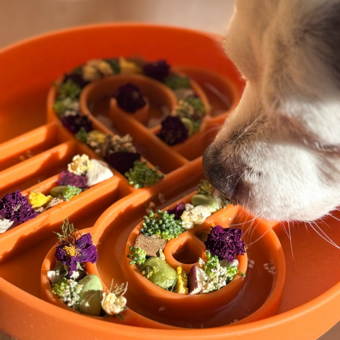 zoomies slow feeder bowl | pumpkin